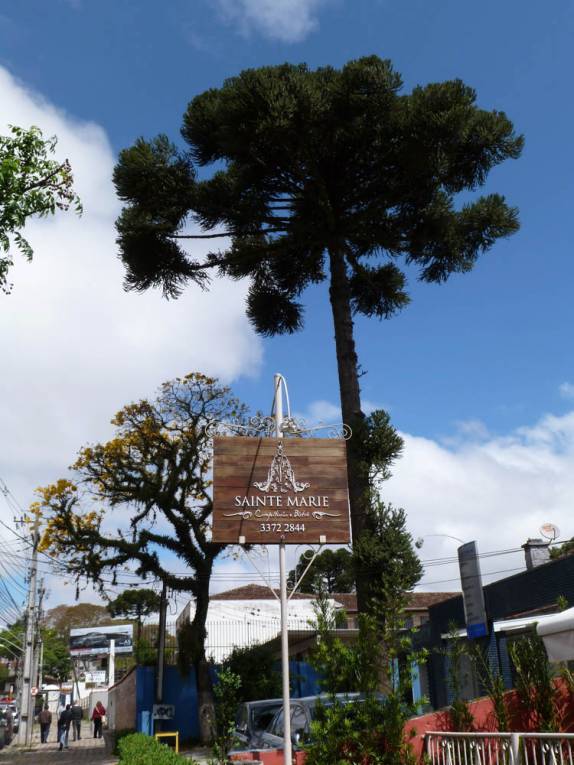 Araucárias, a cara de Curitiba, no Paraná